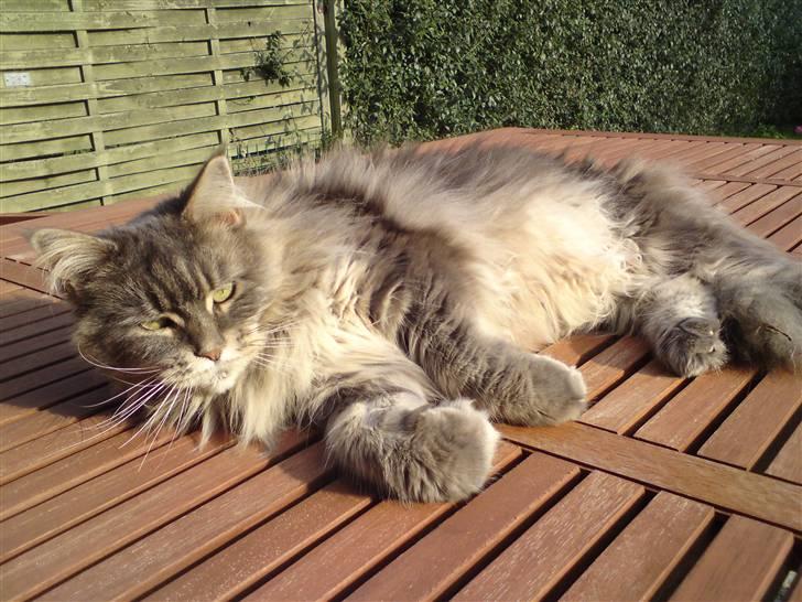 Maine Coon Justicia billede 5