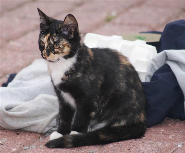 Huskat Rødtjørn´s Tigermis RIP<3 - udenfor ;D!!  billede 3