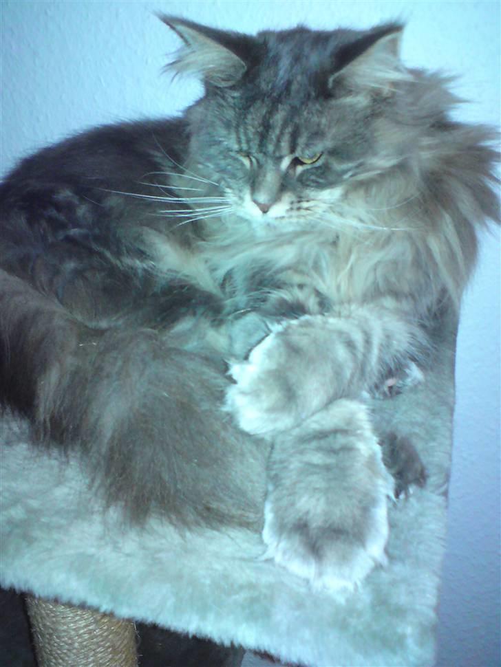 Maine Coon Justicia billede 6