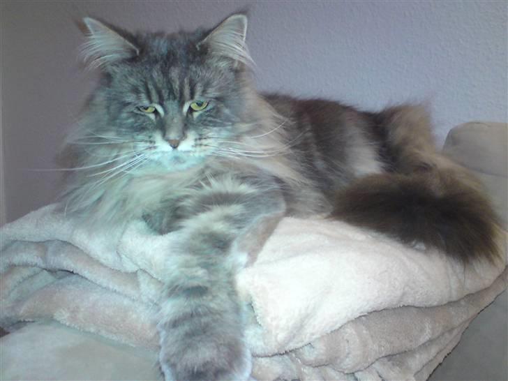 Maine Coon Justicia billede 7