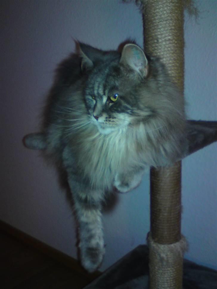 Maine Coon Justicia billede 8