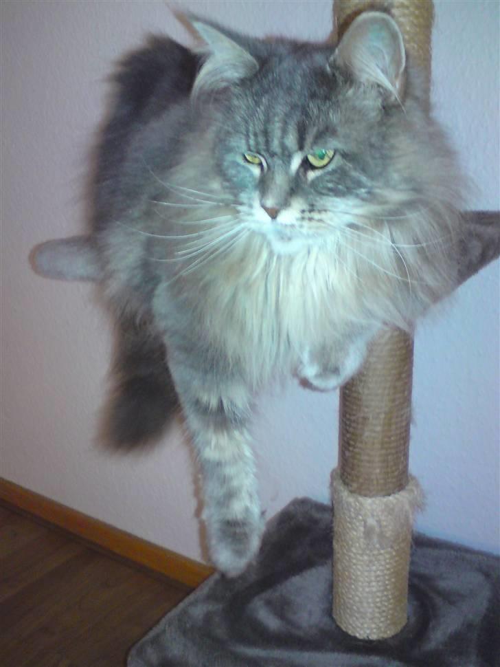 Maine Coon Justicia billede 9