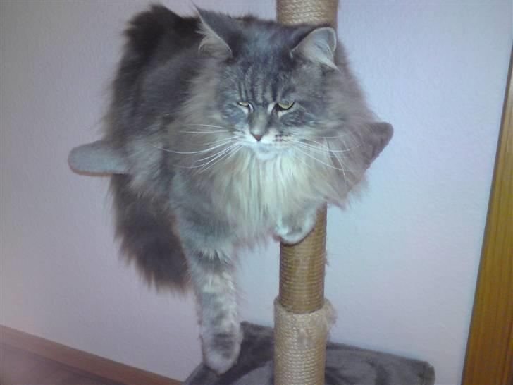 Maine Coon Justicia billede 10