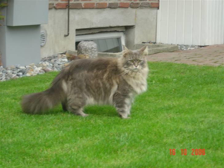 Maine Coon Justicia billede 11