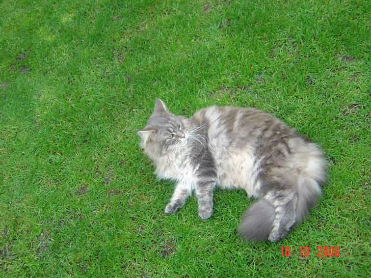 Maine Coon Justicia billede 12