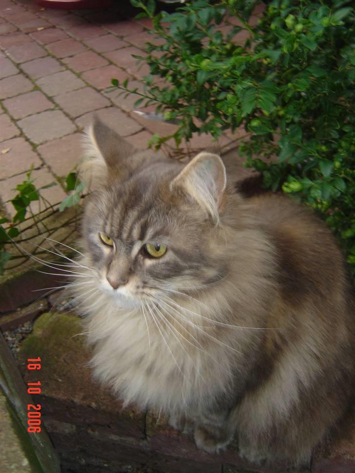 Maine Coon Justicia billede 13