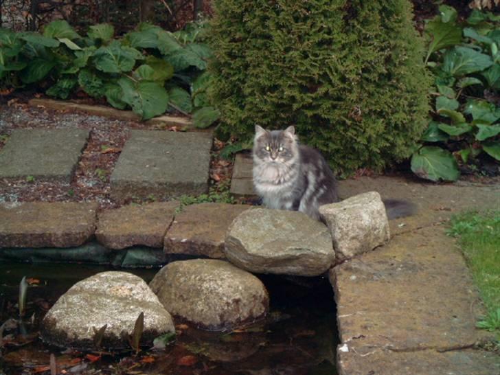 Maine Coon Justicia billede 14