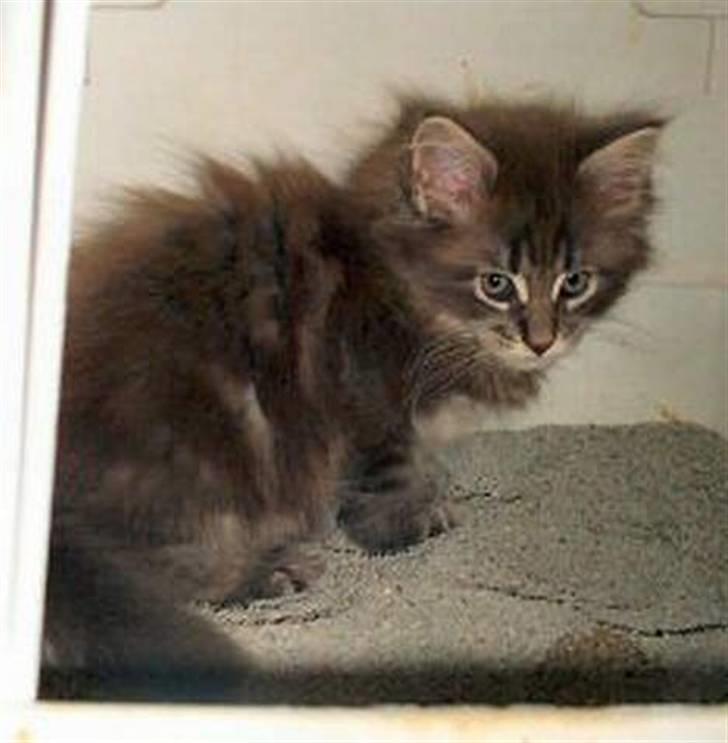 Maine Coon Justicia billede 15