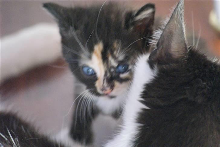 Huskat Rødtjørn´s Tigermis RIP<3 - så dejlig :P!! billede 5