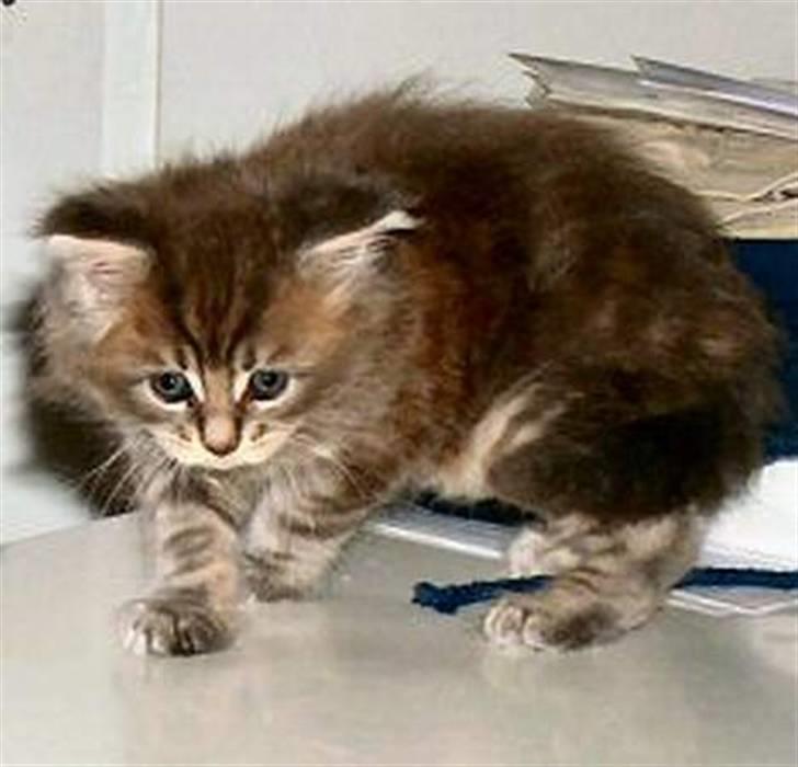 Maine Coon Justicia billede 16