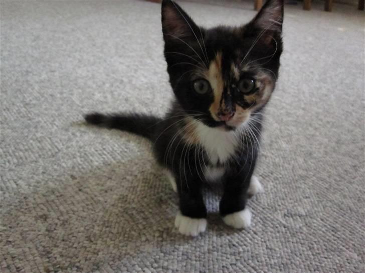 Huskat Rødtjørn´s Tigermis RIP<3 - sidder inde i stuen og udforsker kamera ;D <33  billede 6