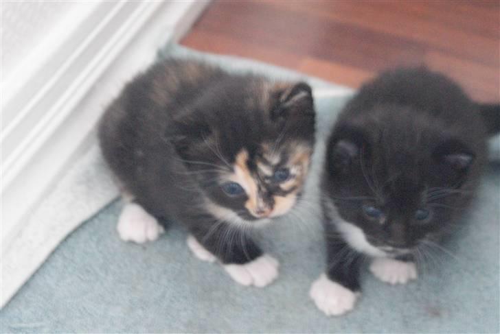 Huskat Rødtjørn´s Tigermis RIP<3 - sammen med Lille tim <<3! billede 7