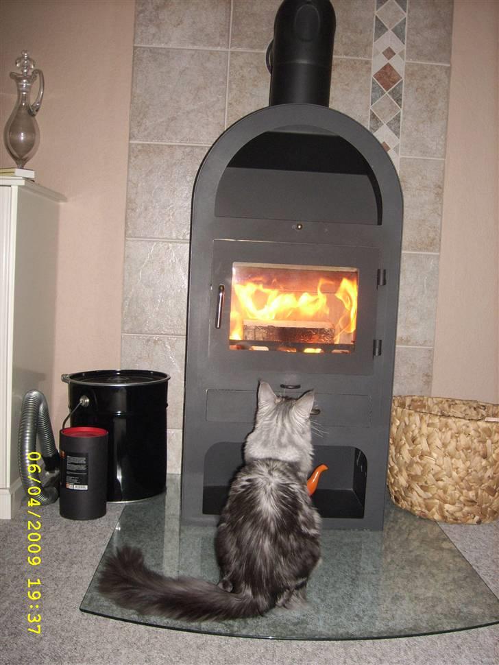 Maine Coon Jelly - Jelly får lige varmen.. billede 16