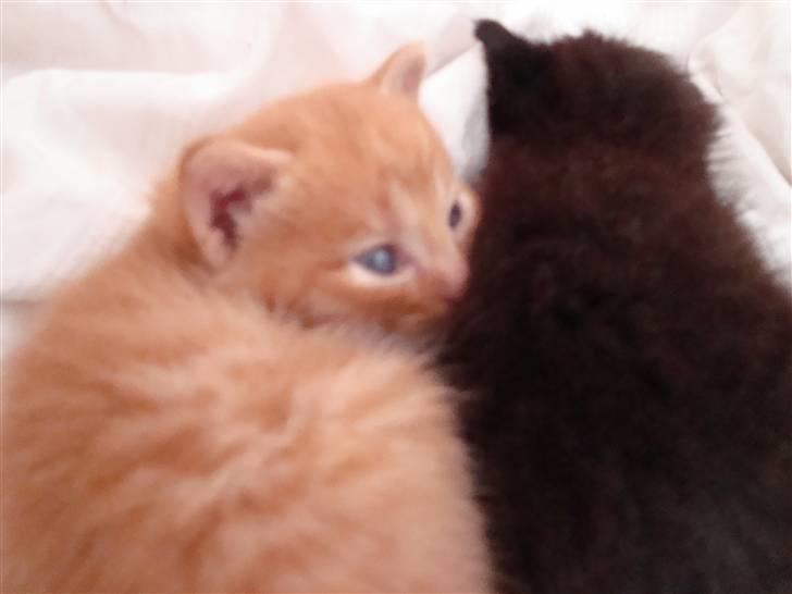 Blanding af racer Buster..<3 - Putter med siin bror banditten.. ;) billede 8