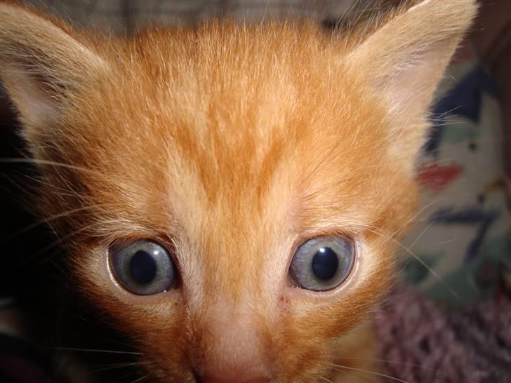 Blanding af racer Buster..<3 - her er jeg :D er jeg ik sød billede 9