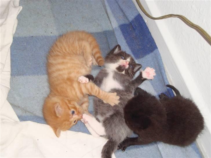 Blanding af racer Buster..<3 - buster leger med mimi og banditten billede 10