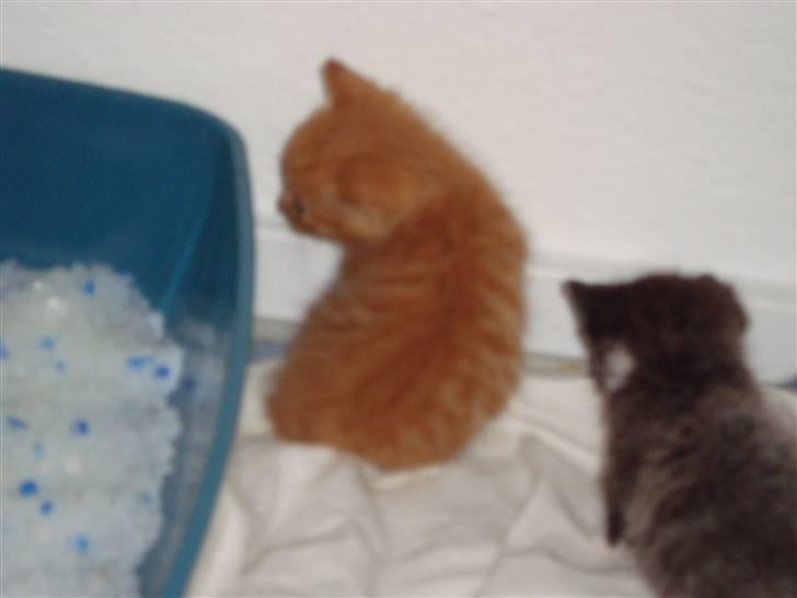 Blanding af racer Buster..<3 - buster bassen.... billede 11