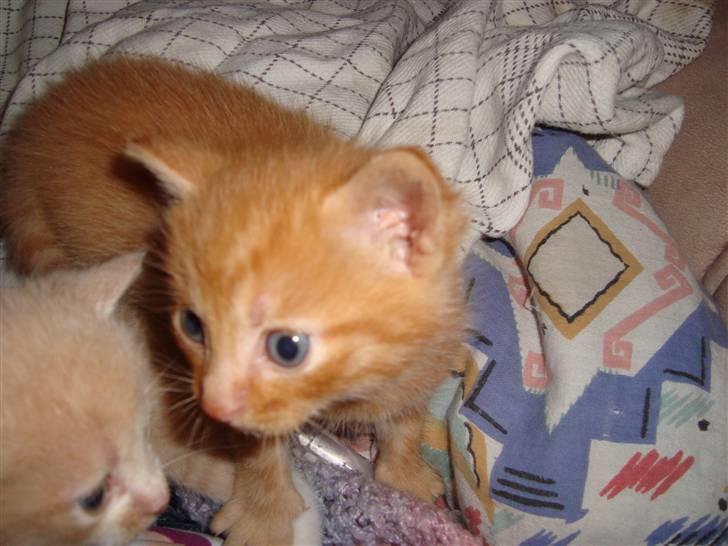 Blanding af racer Buster..<3 - Buster sammen med mikkel;) billede 12