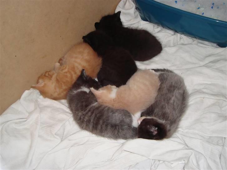 Blanding af racer Buster..<3 - Buster med alle sine søskende;o) billede 13