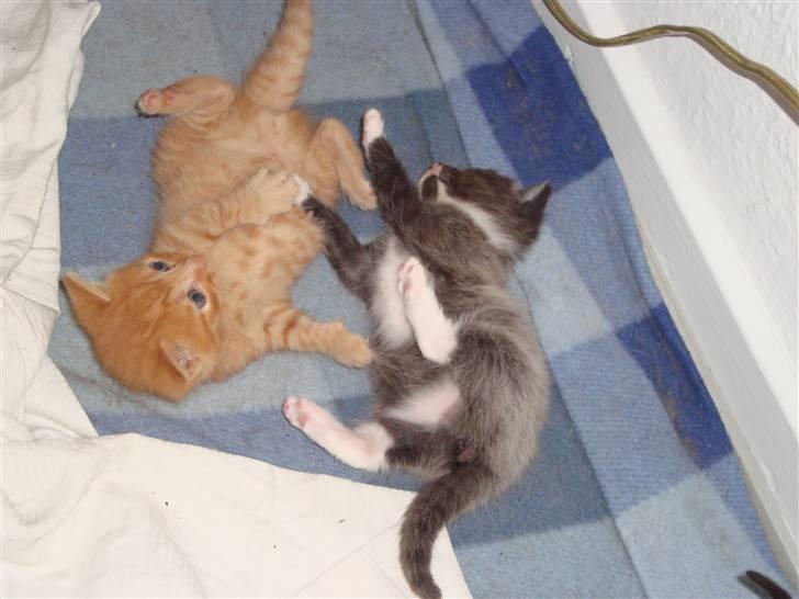 Blanding af racer Buster..<3 - Buster&Mimi leger;) billede 14