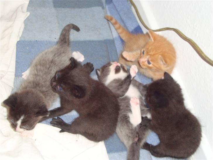 Blanding af racer Buster..<3 - Buster,Mimi,Charlie,plet& banditten;) billede 15