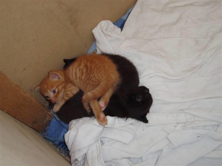 Blanding af racer Buster..<3 - Buster sover med banditten;) billede 16