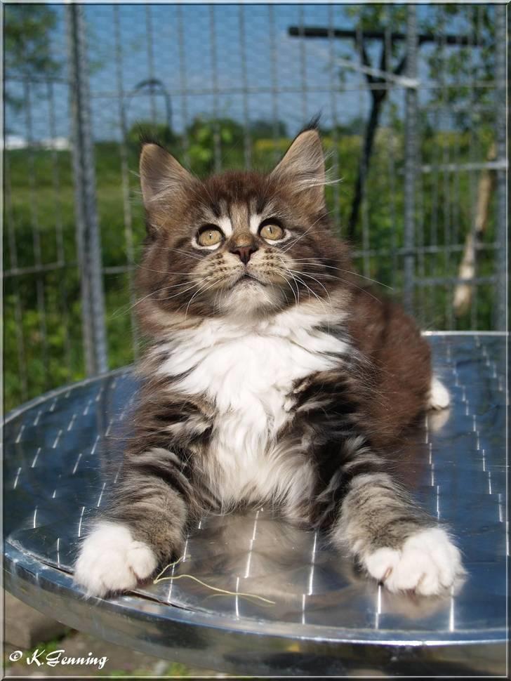 Maine Coon Itai/Chevy. - Billeder af Chevy da han var 9 uger gammel. billede 6