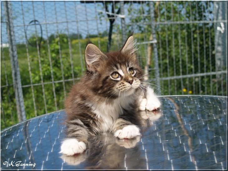 Maine Coon Itai/Chevy. - Billeder af Chevy da han var 9 uger gammel. billede 7