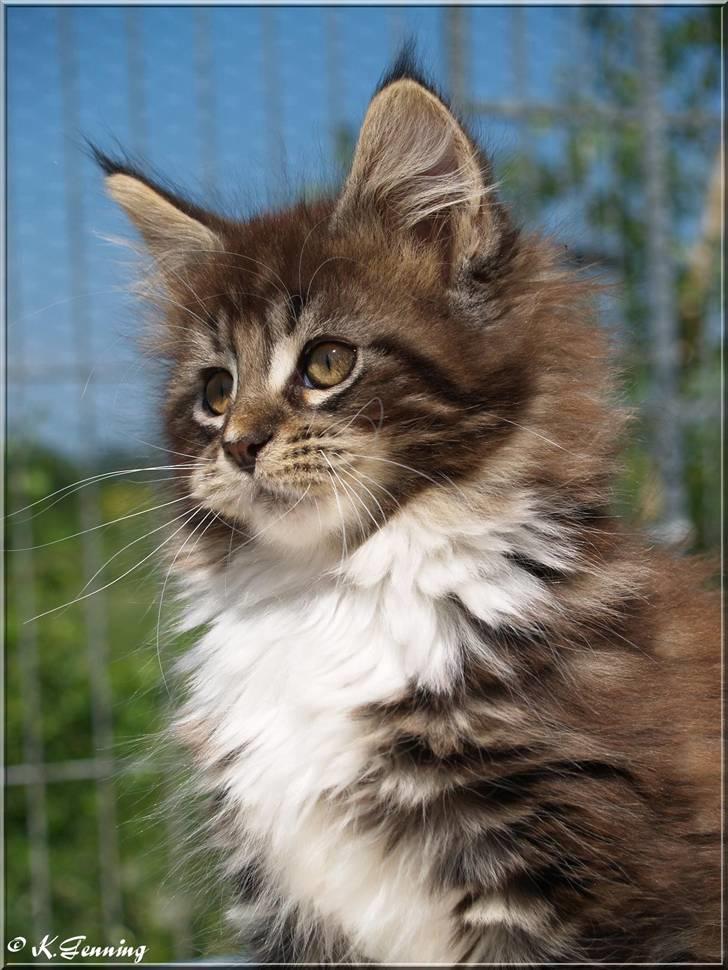 Maine Coon Itai/Chevy. - Billeder af Chevy da han var 9 uger gammel. billede 8