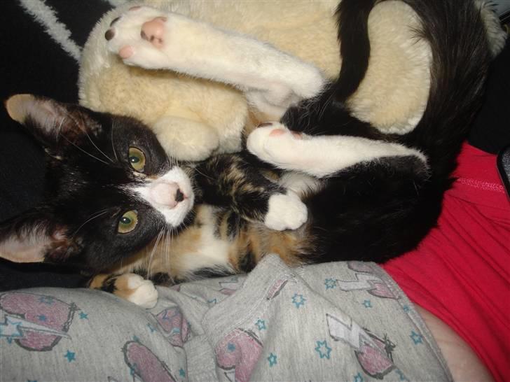 Huskat Mini - Mini ligger og putter i min arm på ryggen :) billede 7