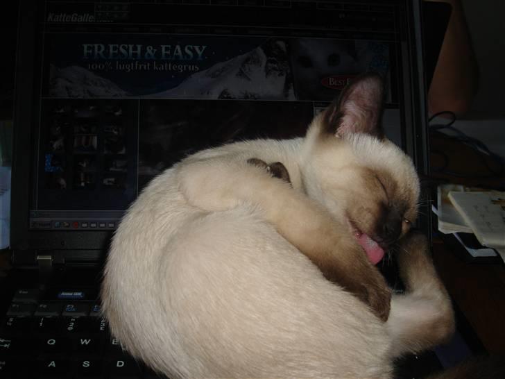 Siameser Nando - Her har man fundet plads på computeren - med kattegalleri i baggrunden ;) billede 1