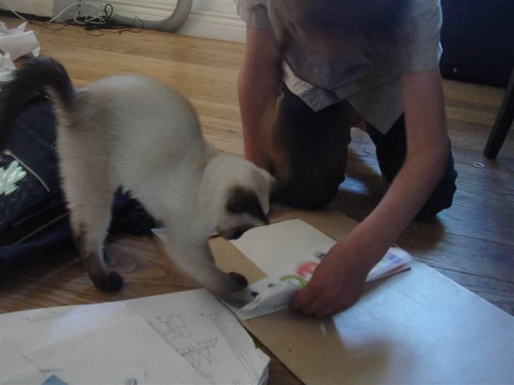 Siameser Nando - Nu skal jeg hjælpe med at rydde op i skoletasken!! billede 2