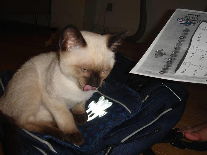 Siameser Nando - Endnu en god plads at sove på! billede 3