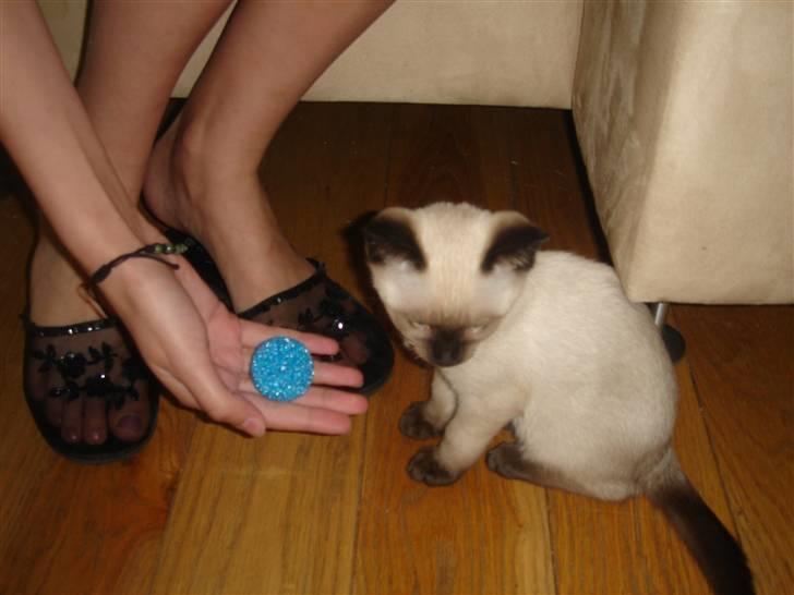 Siameser Nando - En bold - uinteressant!! billede 4