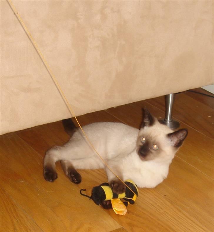 Siameser Nando billede 5