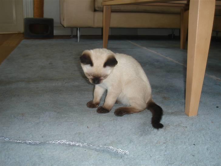 Siameser Nando billede 6