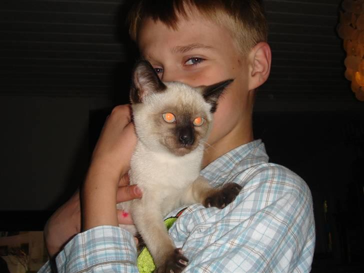 Siameser Nando billede 7