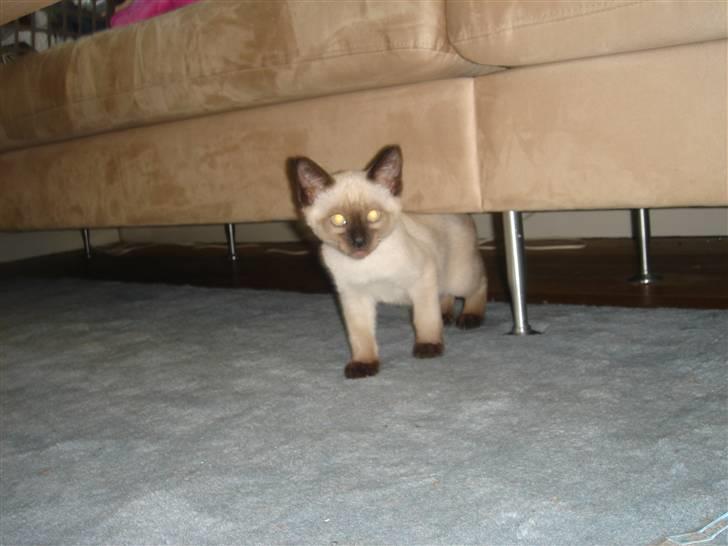 Siameser Nando billede 8