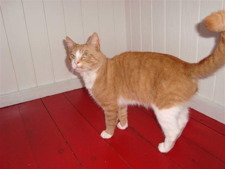 Huskat O'malley billede 2
