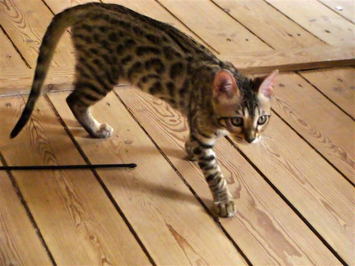 Bengal Roulette billede 6