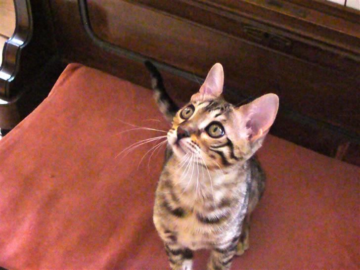 Bengal Roulette billede 7