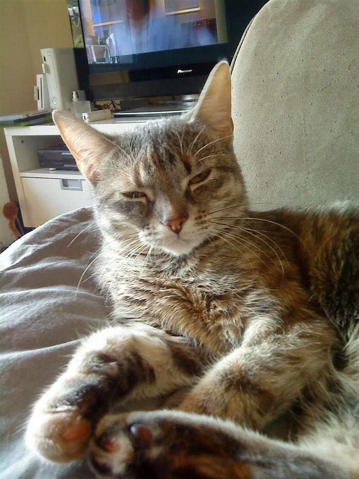 Blanding af racer Mis <3 billede 2