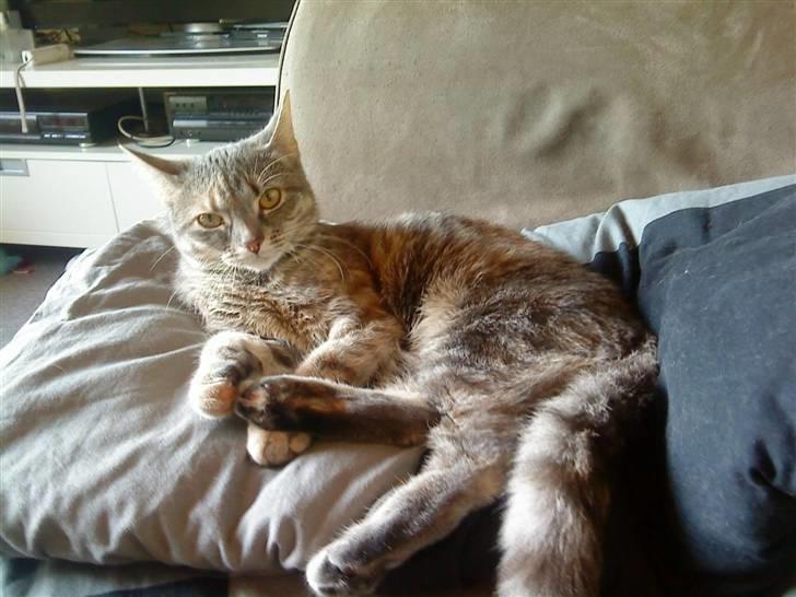 Blanding af racer Mis <3 billede 3