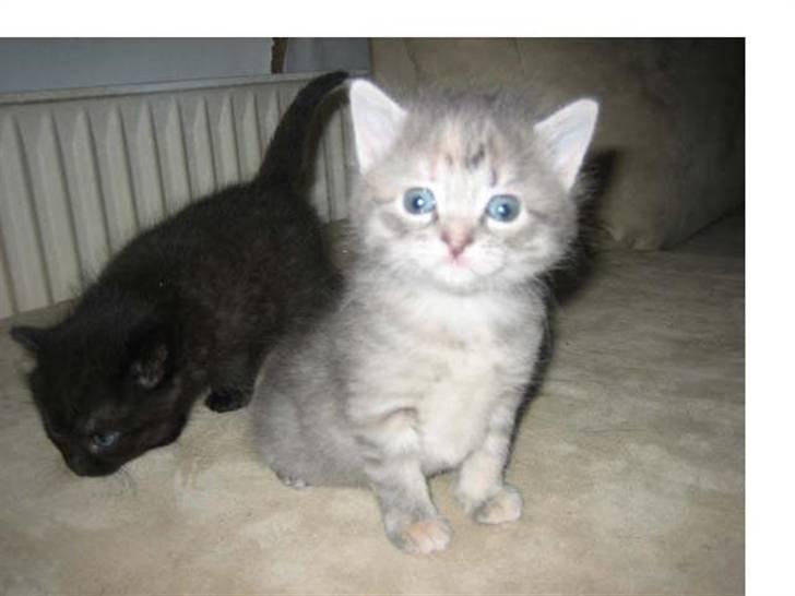 Blanding af racer Mis <3 billede 4