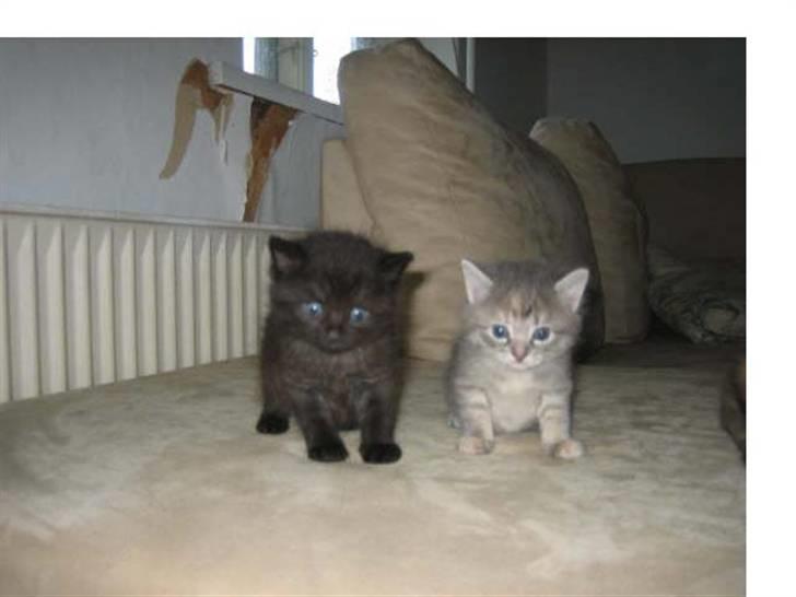 Blanding af racer Mis <3 billede 5