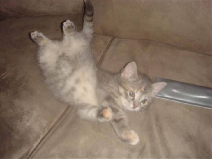 Blanding af racer Mis <3 billede 6