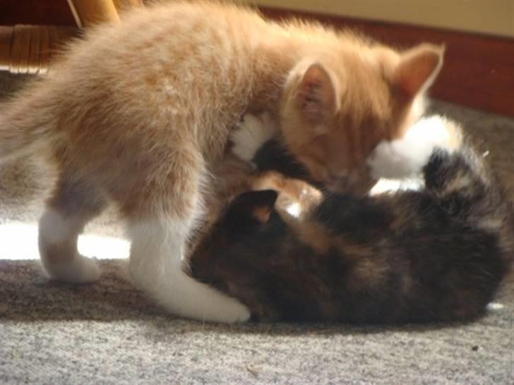 Huskat Killingen Prop 09 billede 7