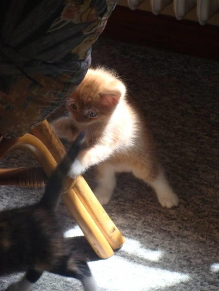 Huskat Killingen Prop 09 billede 8