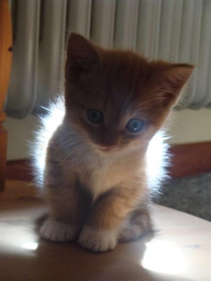 Huskat Killingen Prop 09 - se jeg har engle vinger :I <3 Men fræk mod min søster er jeg altså billede 9