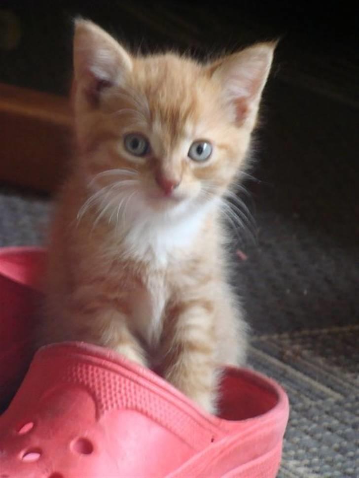 Huskat Killingen Prop 09 billede 10